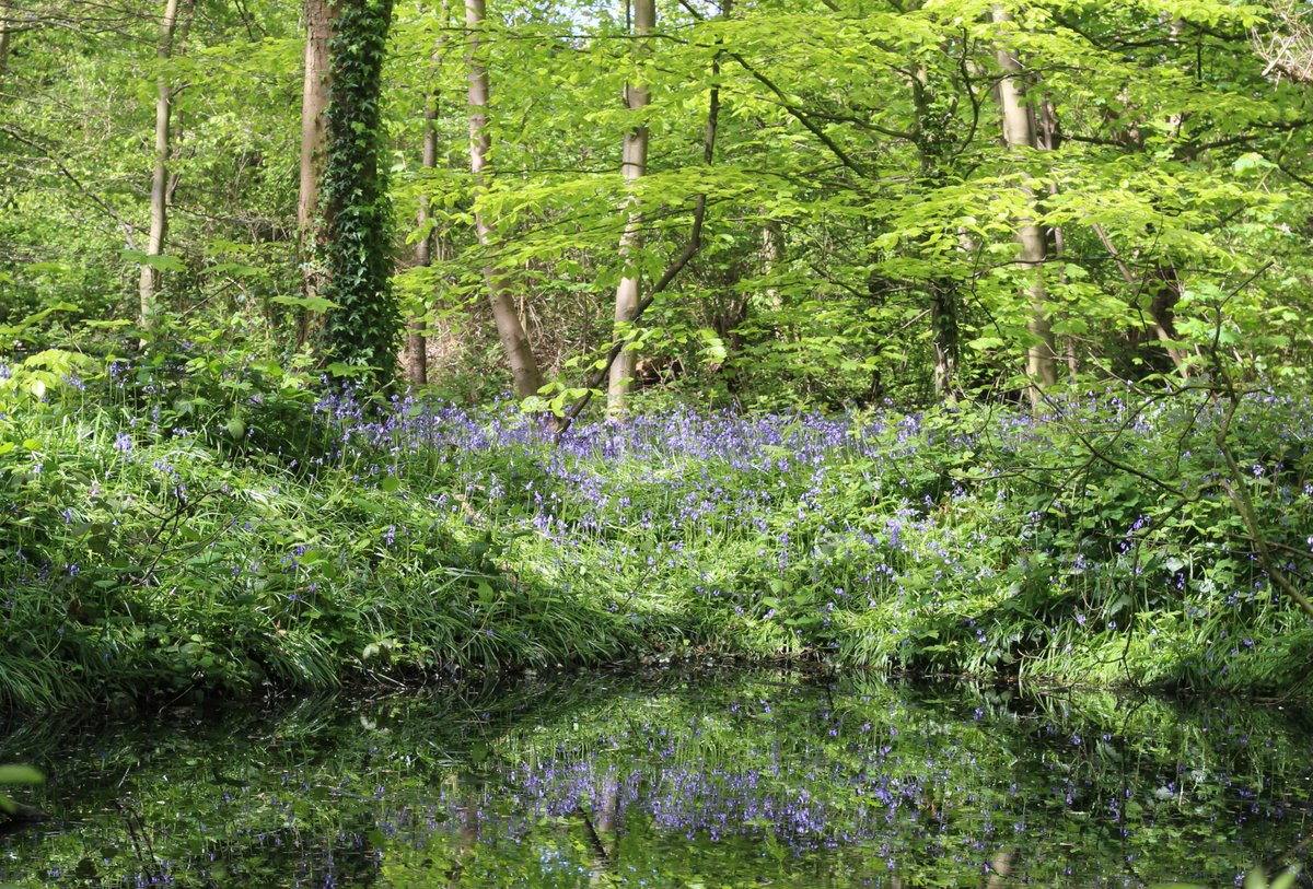 The bluebells have come out to play at @NTSpekeHall