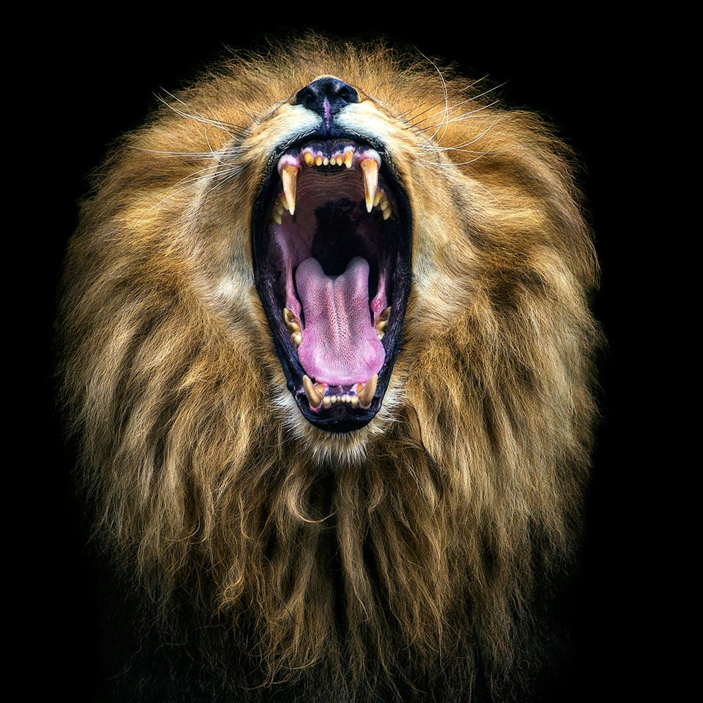 #28Abr

           Los leones sumisos 
           rara vez son leyenda.