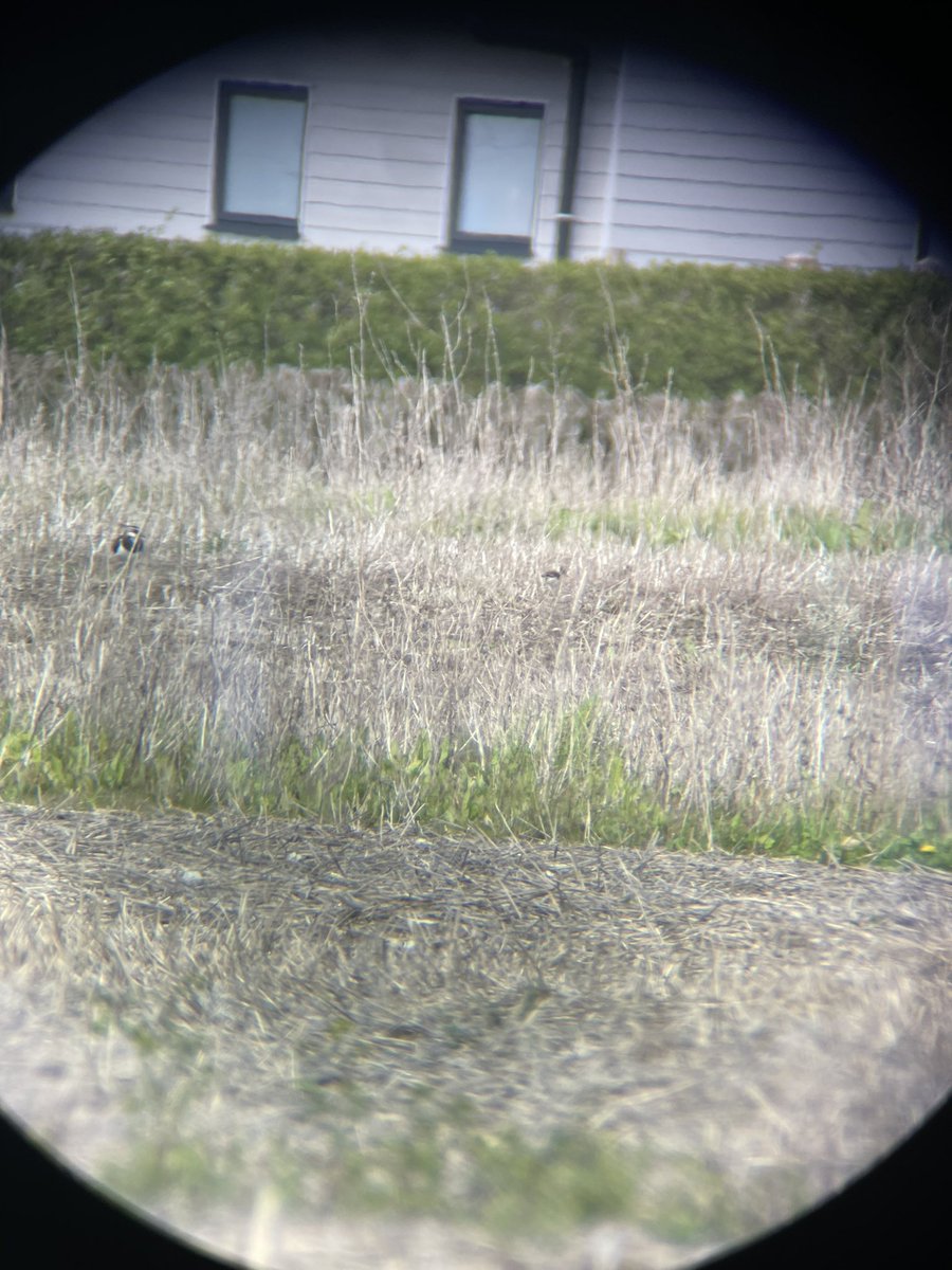 LydiaFarnell's tweet photo. Lovely female lapwing looking over one of her chicks 😍 https://t.co/QYZLXD9OO8
