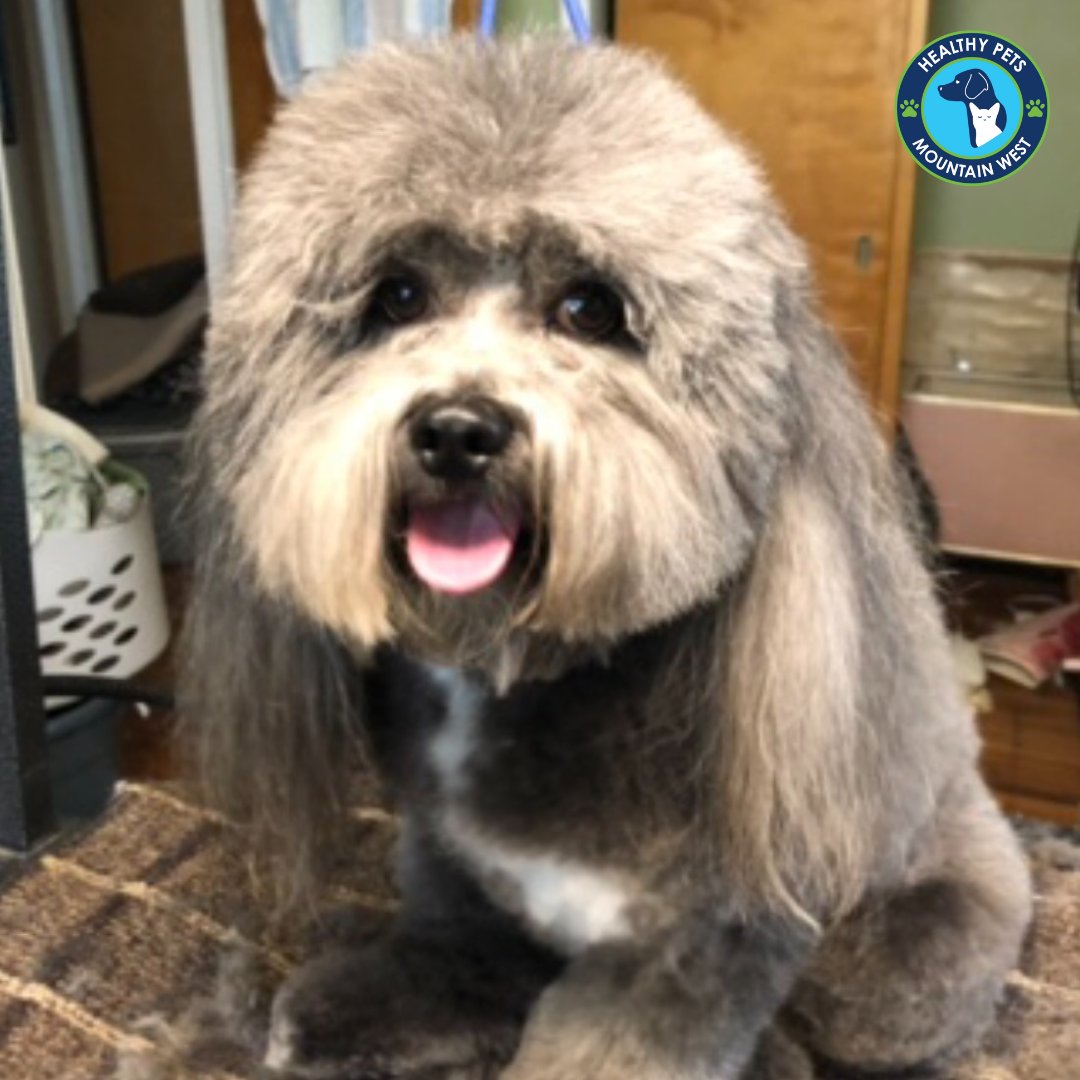 Mateo 🐾
.
.
.
#doggrooming #dogs #healthypets #cottonwoodheights #utahdogs
