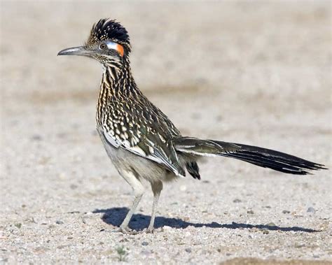 Don’t know about men, but I refuse to engage in any discussion about cool birds that doesn’t mention the greater roadrunner