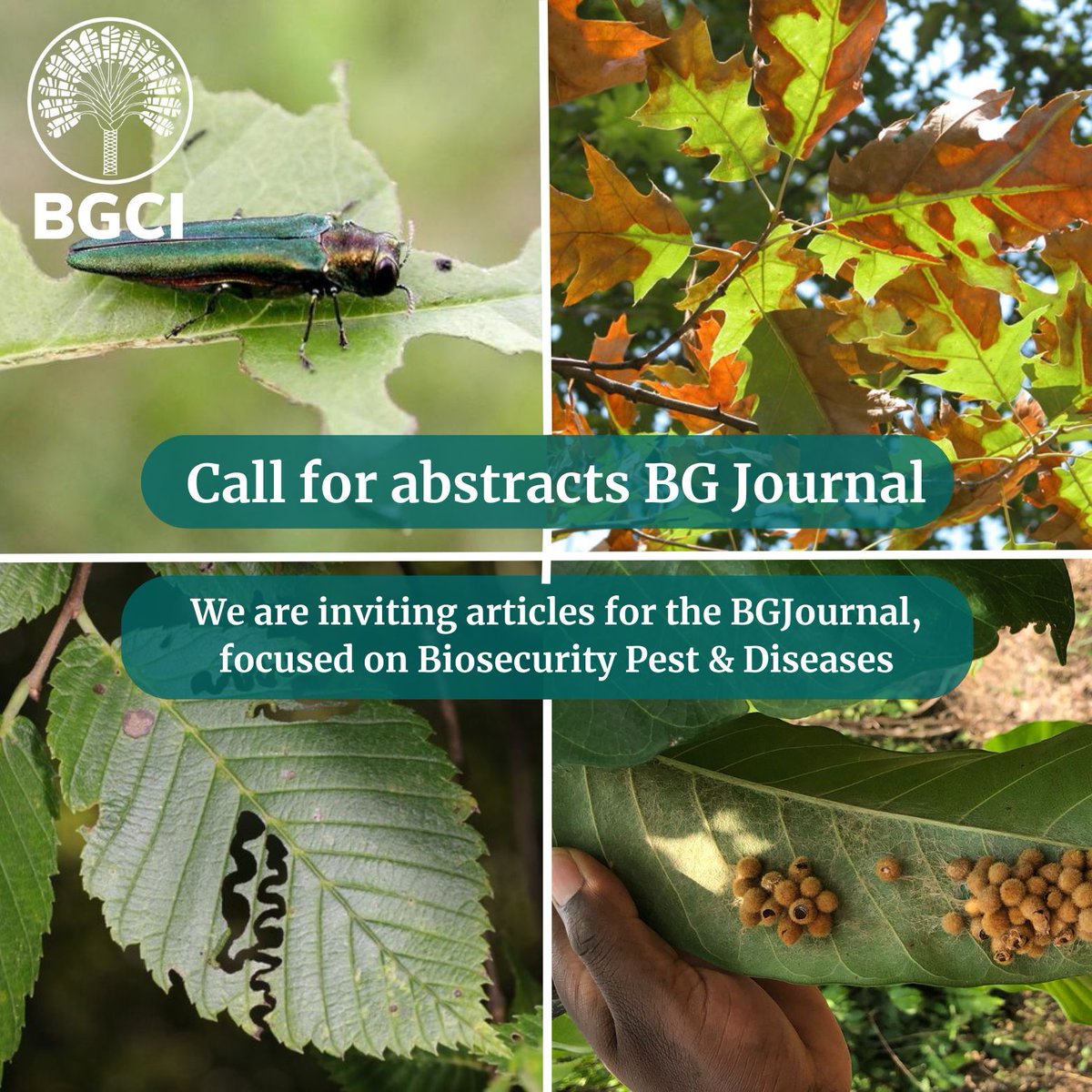 📢📢We are currently inviting articles for our upcoming edition of the BGJournal 📰 An edition focused on #Biosecurity, Pest & Diseases in Botanic Gardens🌿🪲🔍 Submit your article proposal before the 18/05. buff.ly/3UrhS9t #PlantConservation #ScienceCommunications