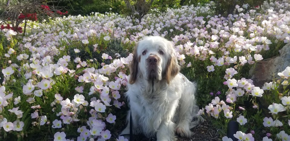 Arthur reminds you to stop and smell the (prim)roses. #Joy #Dogwalk #ArthurtheClumber #MondayMotivation