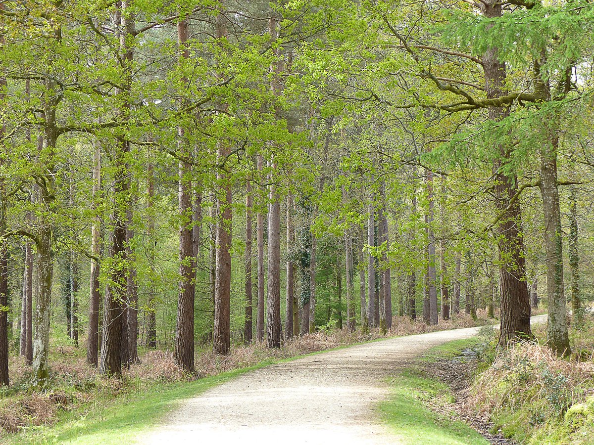 In the New Forest, Day 3. A breezy walk along the sea wall at Lymington, Calshot and a short walk in the Forest.