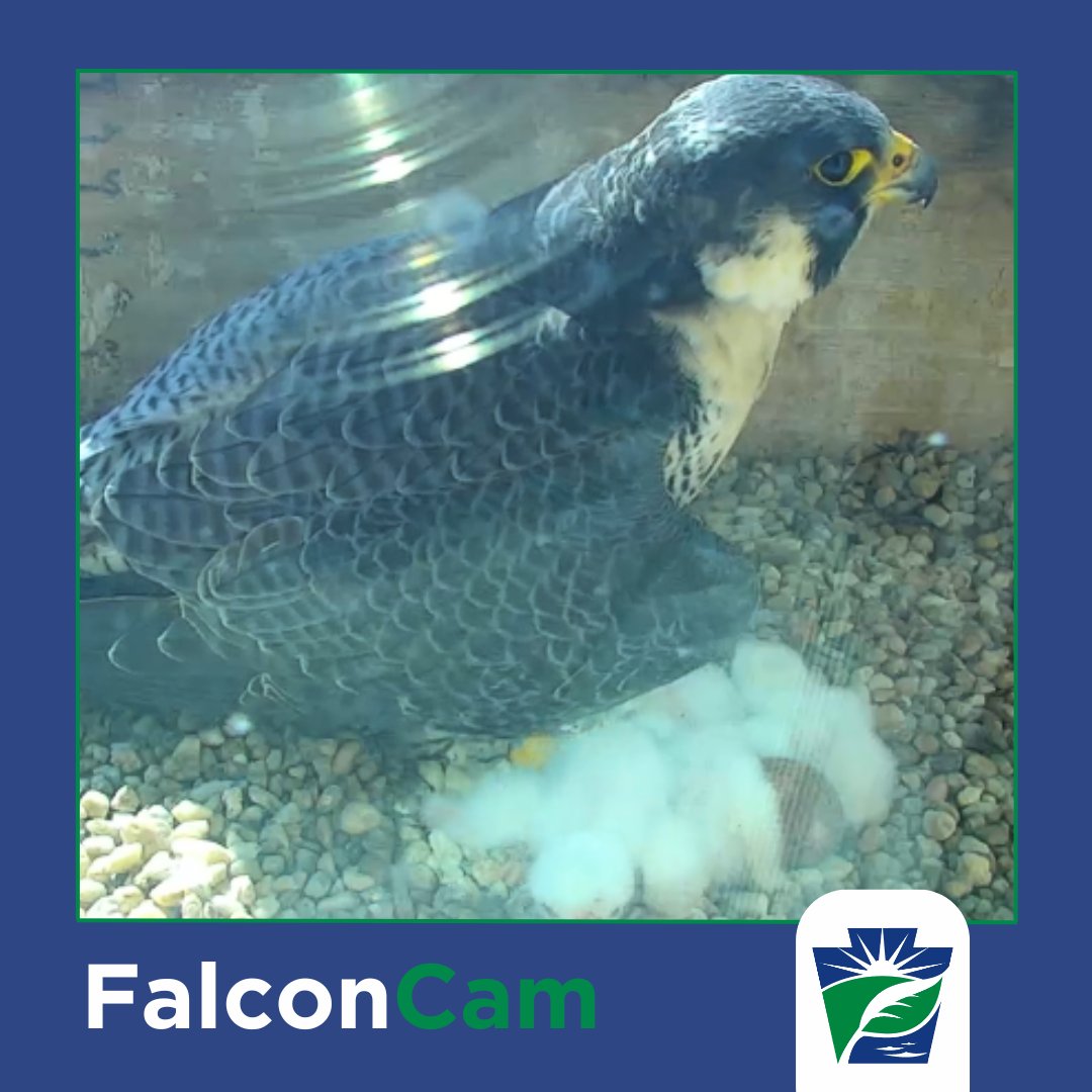 We have some great news to share! Four falcon chicks hatched over the weekend and are currently being brooded full time by 09/BS. DYK? The eyasses (baby falcons) have to be brooded (the act or behavioral instinct for incubation) for their first week of life because they need…