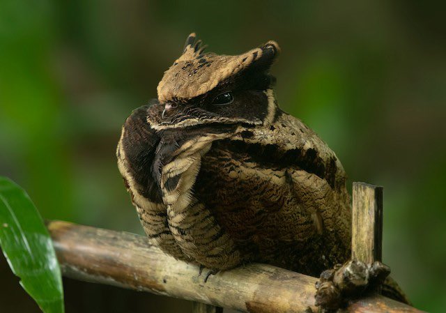 Some men just havent seen cool shit. Check this out: look at the great eared nightjar and tell me yall dont fw a BIRD THATS A DRAGON