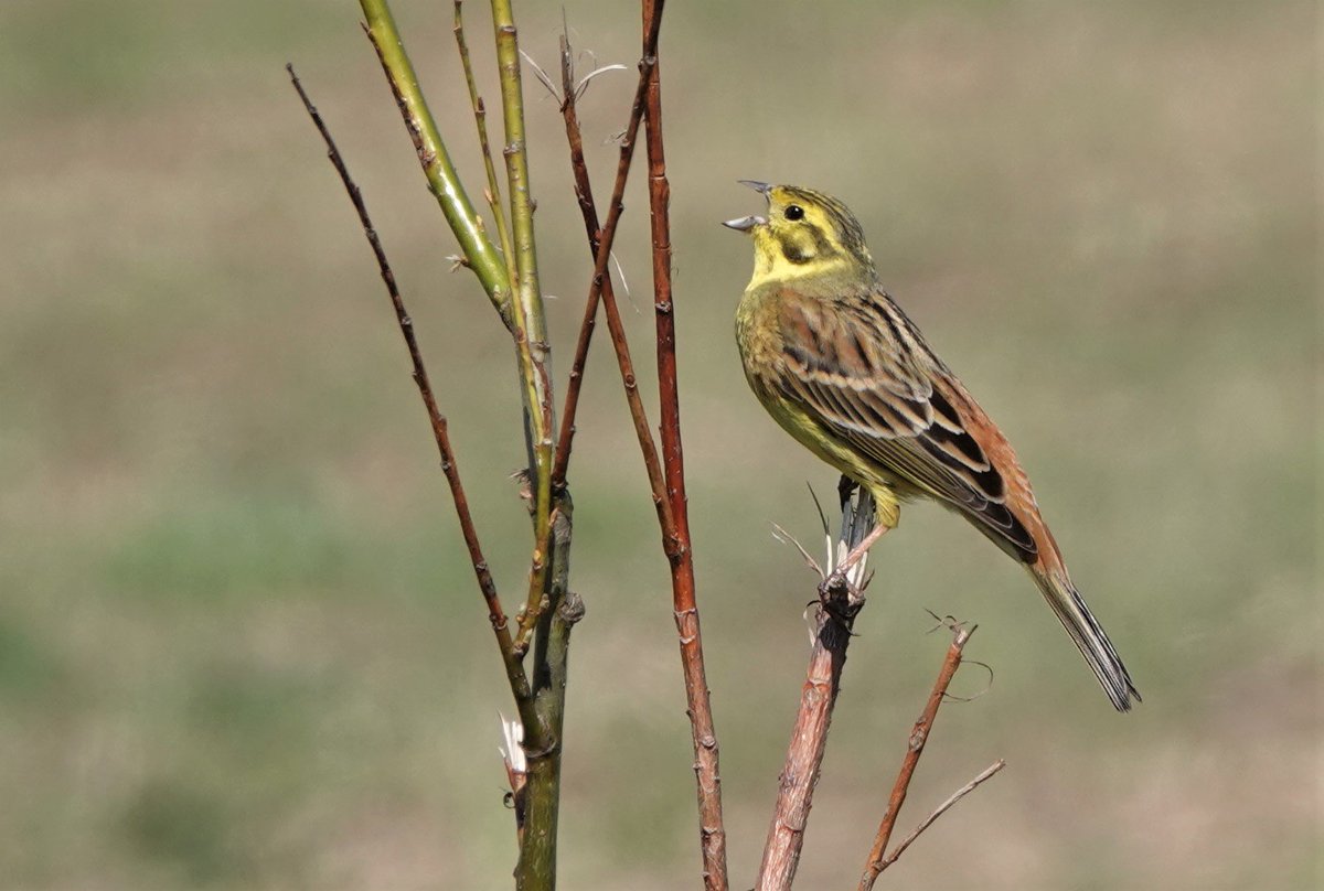 Fantastic day guiding Best of North Wales Tour with Duncan & Wendy. Both Black & Red Grouse, male Hen Harrier, 2 Osprey, Cuckoo, Wood Warbler, Dipper, Yellowhammers, 89 species enjoyed! #Monday #birdwatching #birding #birdtour #wales #birdphotography