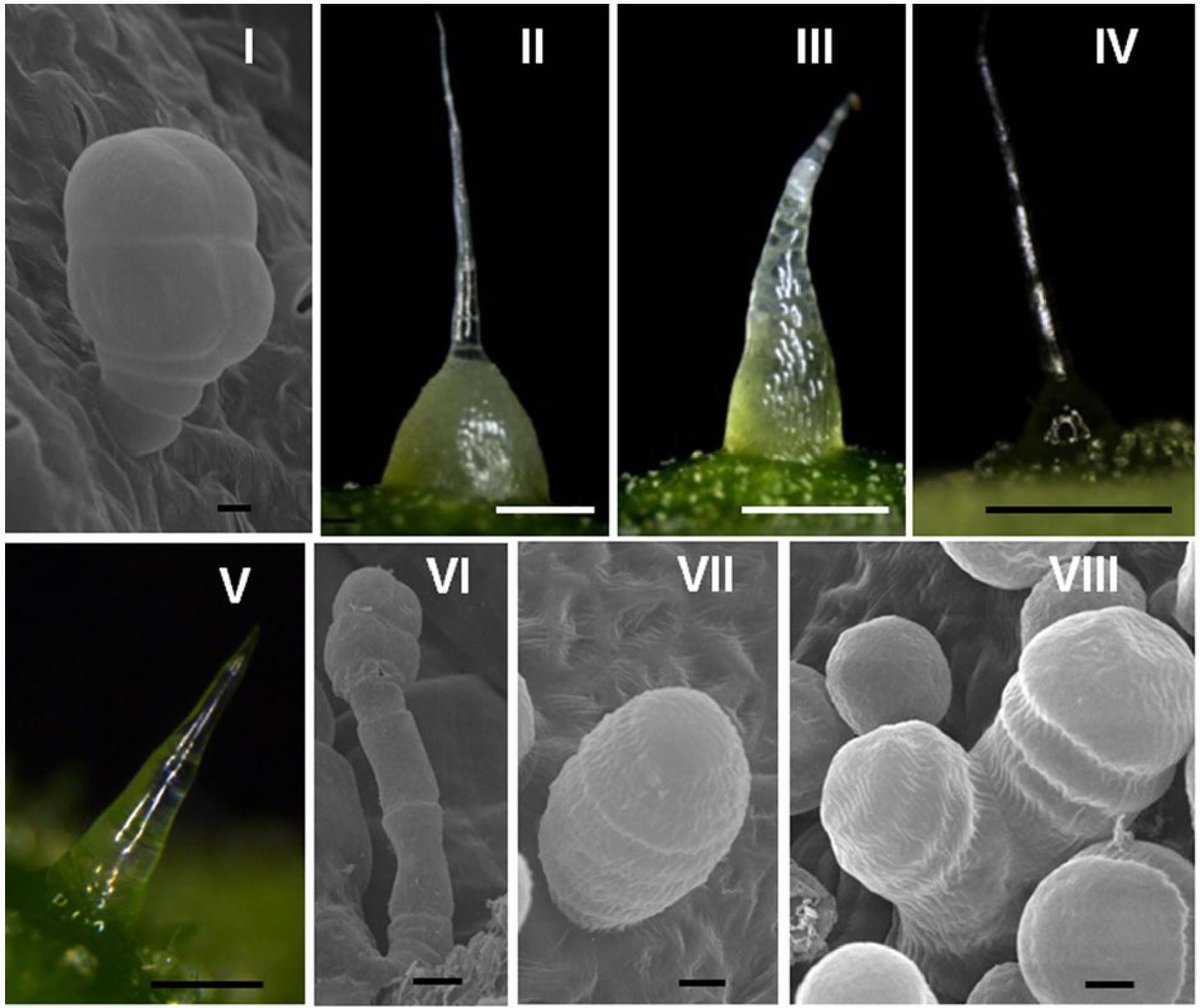 #VegetableRes 
Dive into the world of trichomes! A review explores the intricacies of glandular trichomes in vegetable crops like tomato and cucumber. Learn about their formation, regulatory factors, and metabolite biosynthesis. 
@MaximumAcademic
Details:  maxapress.com/article/doi/10…