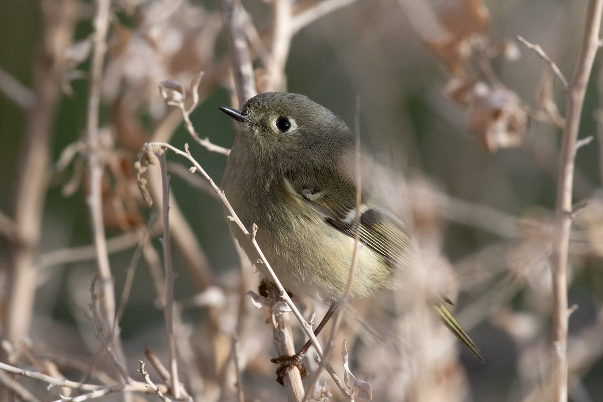 “Hello, I’m a Ruby Crowned Kinglet and I’ll never show you my ruby crown” I’m skeptical it exists… 📷 Nikon D500 🔭 Nikon 200-500mm 5.6 📍 Sweetwater Wetlands #birding #tucson #arizona