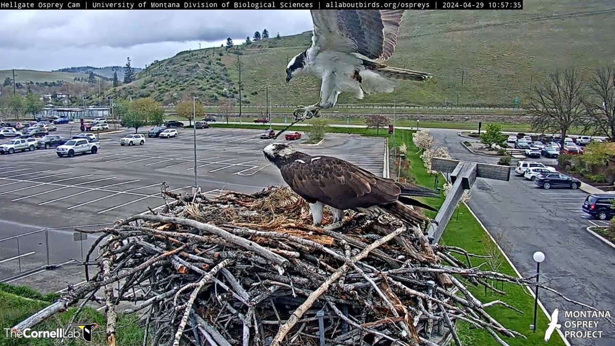 HellgateOsprey tweet picture