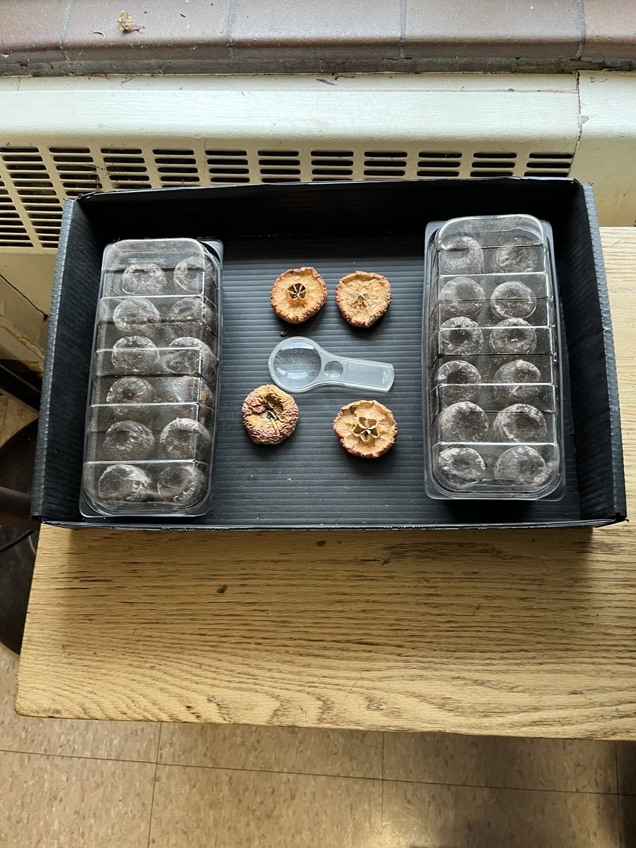 Ray Mercer tweet media