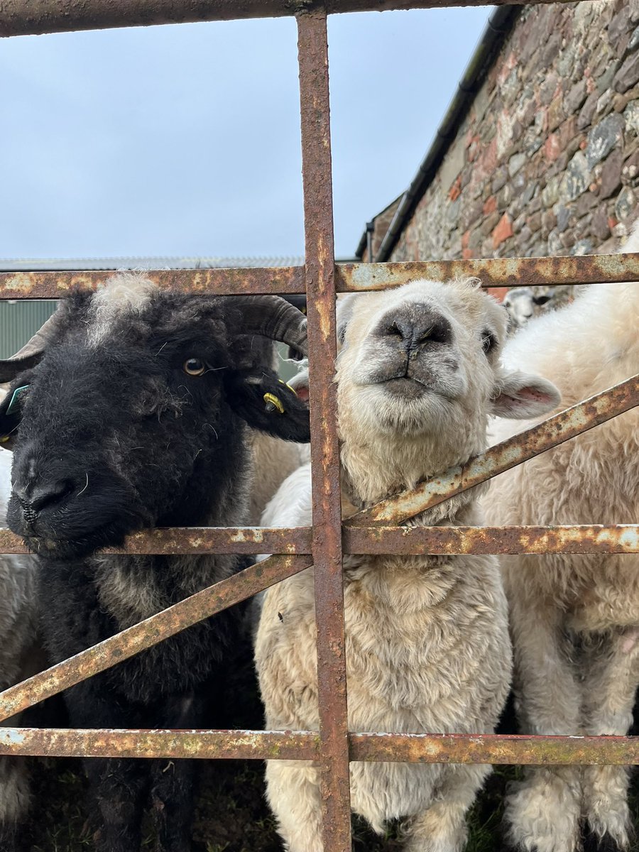 Love these wee faces

Lambahl and Isla 🥰

#arnbegfarmstayscotland #sheep