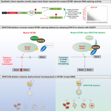 Online Now: GPATCH8 modulates mutant SF3B1 mis-splicing and pathogenicity in hematologic malignancies dlvr.it/T69vLz