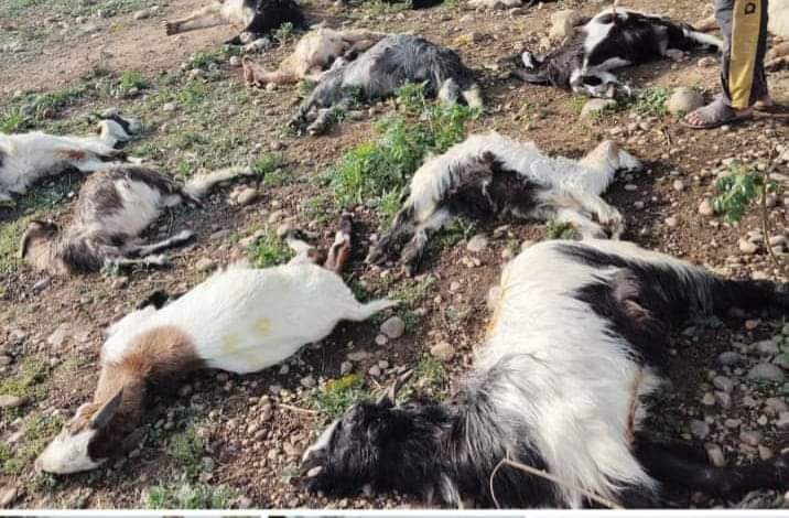 Tragedy strikes! Last night, a devastating lightning strike claimed the lives of 50 goats belonging to a tribal Bakarwal family in Palth, Panchayat Mananu, Samba district. We urgently appeal to <a href="/dcsambaoffice/">Deputy Commissioner Samba</a> for immediate intervention and support to help the affected family