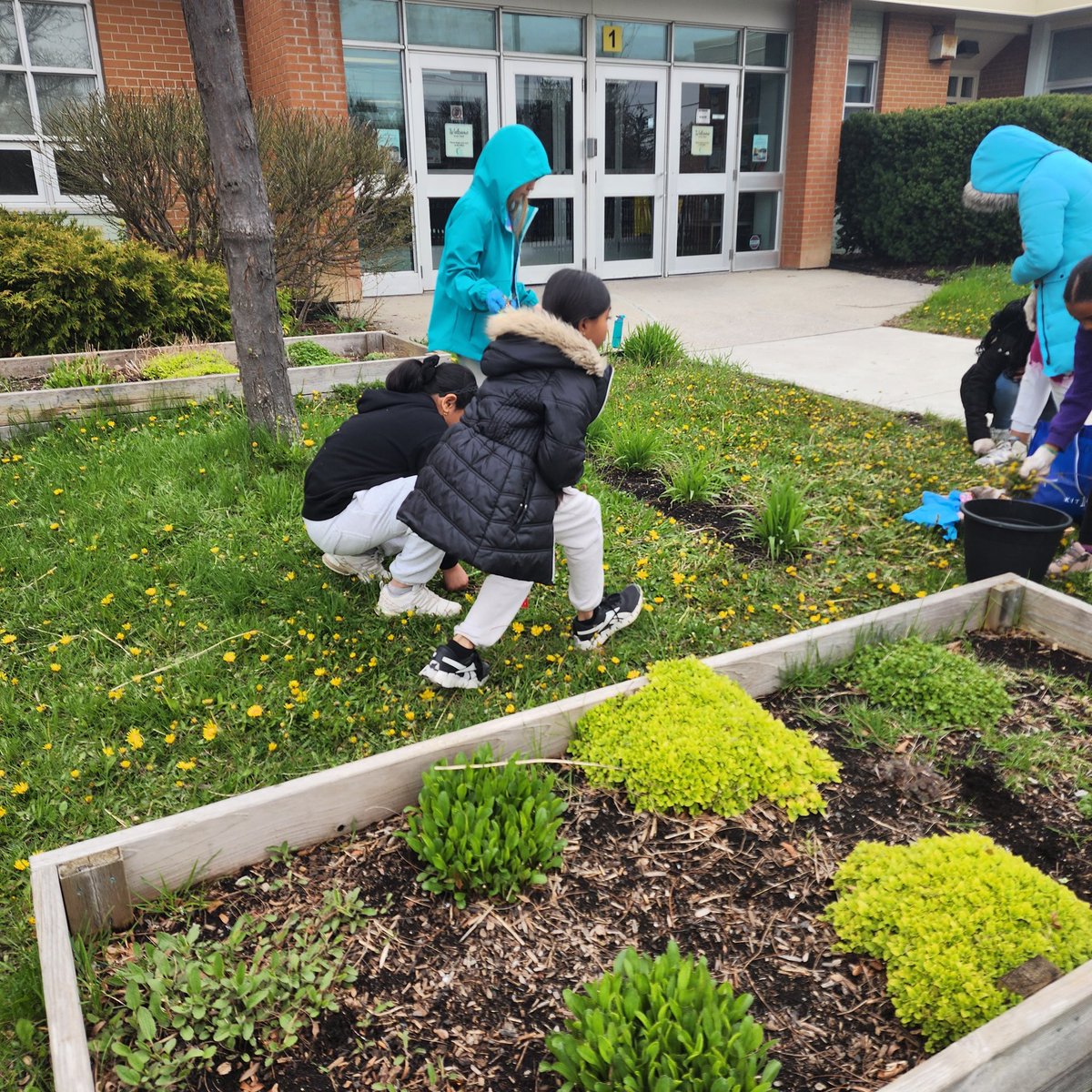 #gardenclub @BeaumondeBHJMS was in full effect today! We identified weeds and how they take over our lawn and also reflected on some of the insects that benefit from their presence. Since we are planting a pollinator garden we will get rid of the weeds. @EcoSchoolsCAN