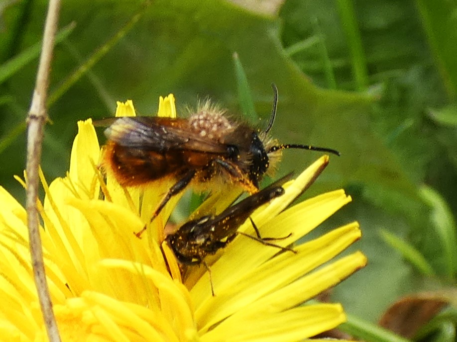 Things warmed up a bit today! Sunshine brought bees, wasps & hoverflies out in the garden. The dandelion flowers were smothered. Yesterday's sulking, soggy magpie seems to have taken up residence in the garden. Two pairs of swallows now claiming stable nest sites! Yay!