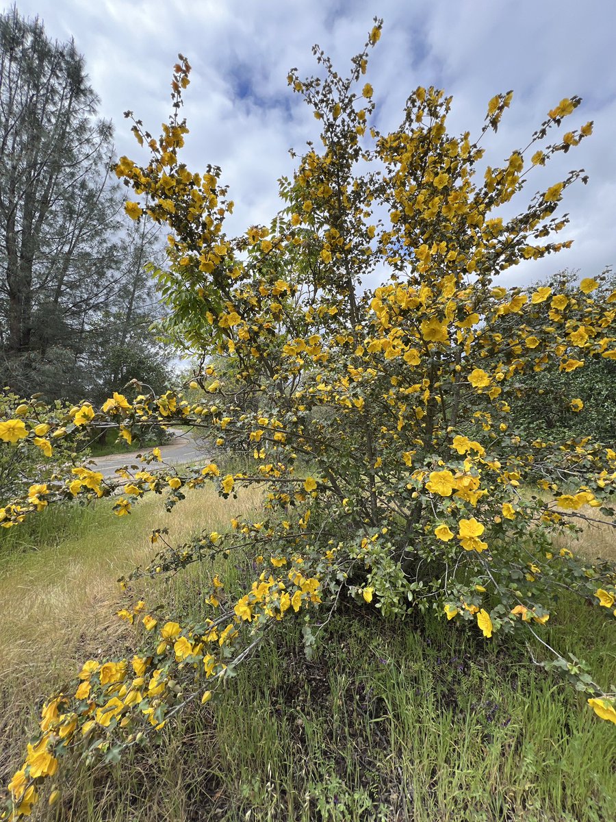 Going out on a walk with friends or a naturalist group can be a fun way to explore 🔍 new species. You can see plants 🌱 and other species you might not have seen before! 

#plantidentification #flannelbush #getoutside #optoutside