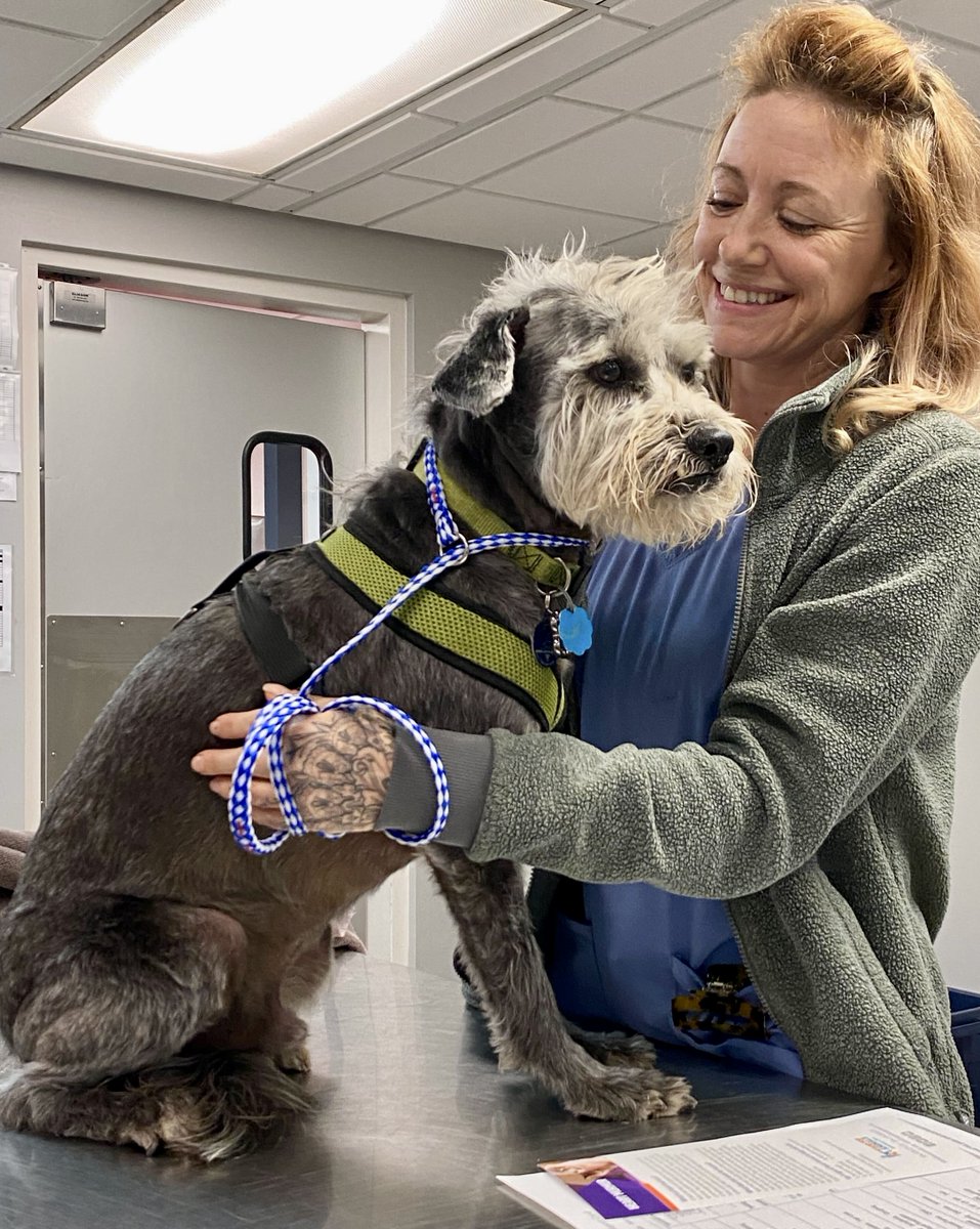 ‘Bad to the bone’ or just a crazy hair day? 🐾🐕

#StandForAnimals #WestAndForAnimals #SFA #Spay #Neuter #SpayNeuter #704 #CLT #704dogs #Charlotte #Veterinarian  #Vet #Nonprofit #dogmohawk