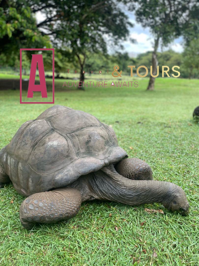 atravelntour's tweet photo. Great getaway &amp; exploration in the city of Mauritius. Our recent Easter trip In Mauritius 🇲🇺  An unforgettable experience. Join A Travel &amp; Tours on our next trip.
:
:
#ATRAVEL&amp;TOURS 🌏 https://t.co/OikiMeZmjV