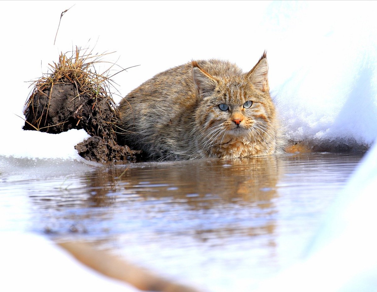 Chinese Mountain Cat Felis bieti