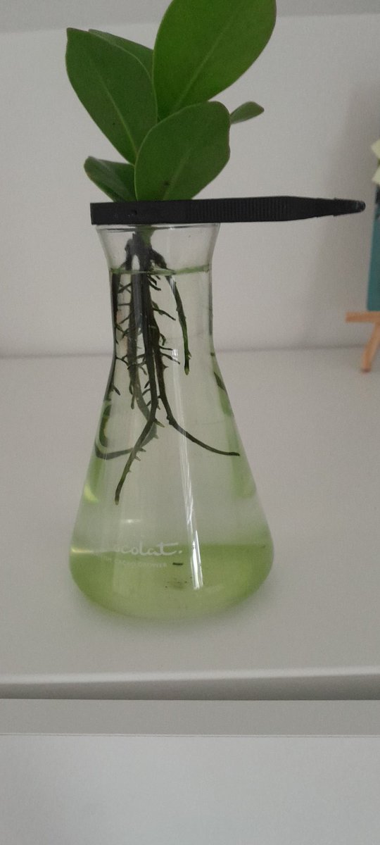 Hydroponics have got algae growth again....
Does anyone have advice on how to stop this from happening, I change the water every 2-4 days and wash the roots down.
#Hydroponics #plants