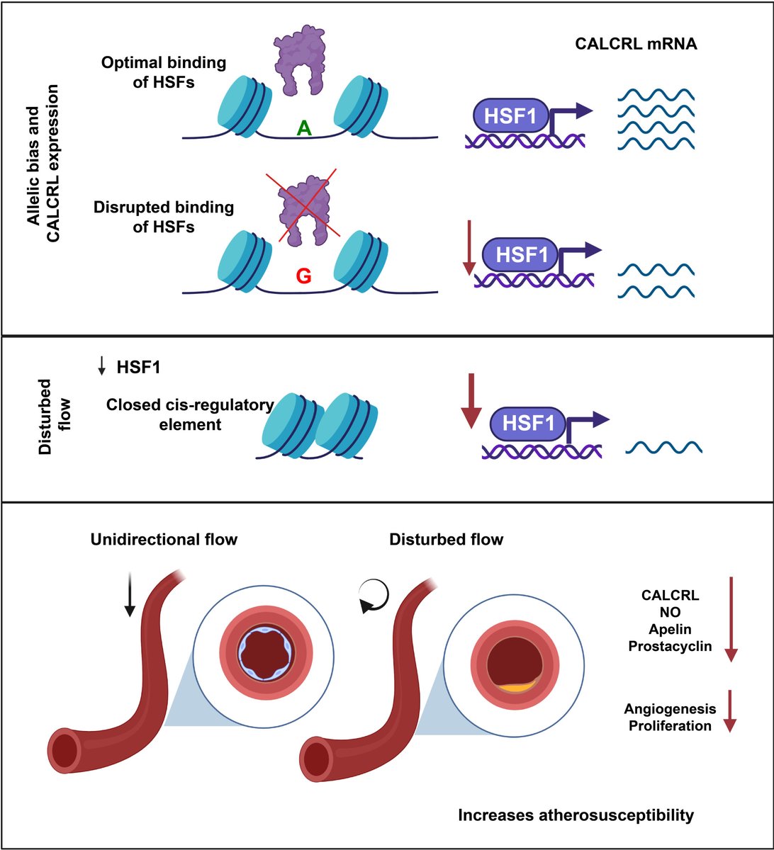 New research reveals how a specific #CoronaryArteryDisease variant rs880890 curtails CALCRL expression by disrupti... #EndothelialCells @IlakyaSelvaraj1 @KaikkonenLab @stevejwhite77 @GroupLaakkonen @IlakyaSelvaraj1 @UAromlab @Aarthi_Ravindra @KaikkonenLab ahajournals.org/doi/abs/10.116…