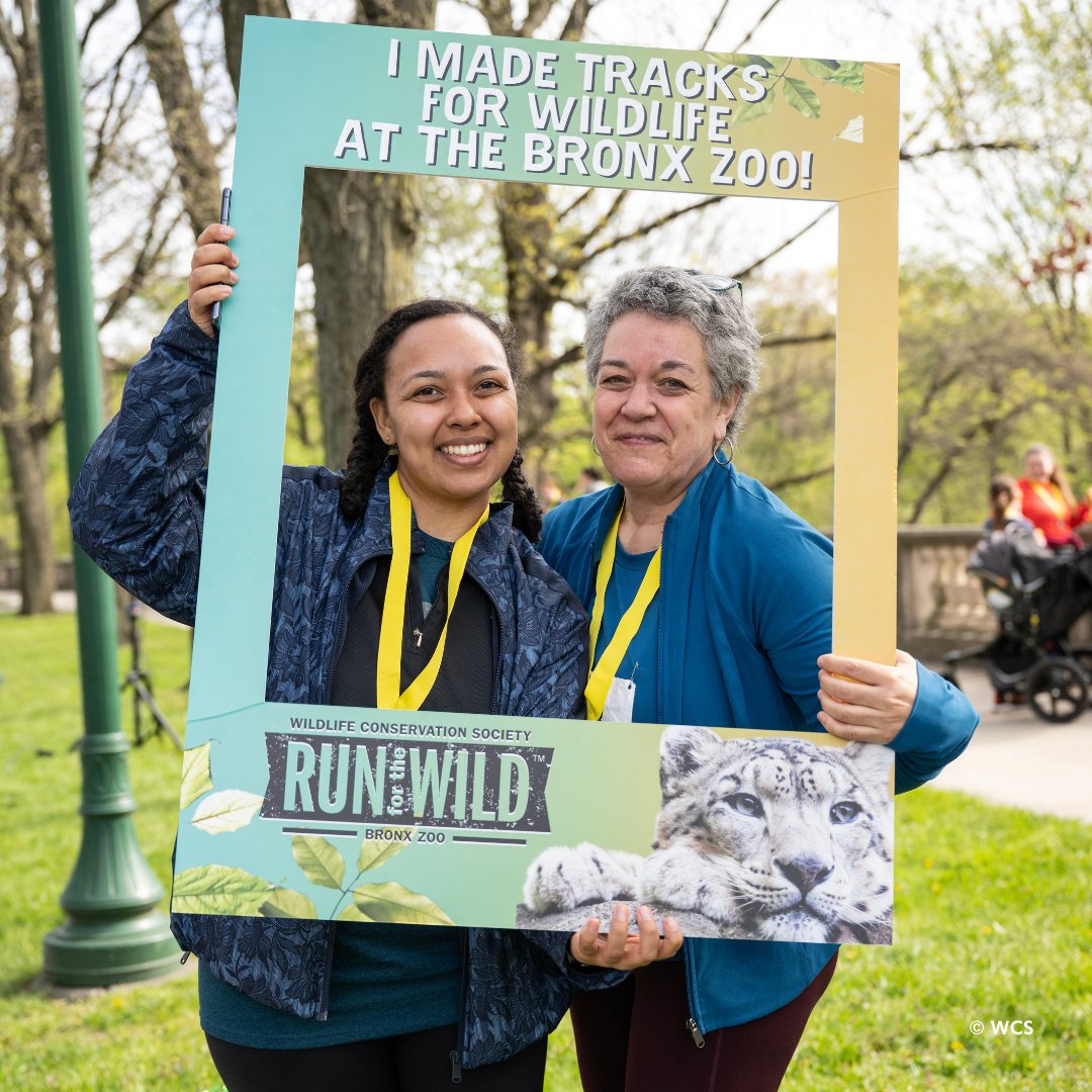 BronxZoo's tweet photo. Thank you to everyone who participated in Run For the Wild this weekend! 

It's because of our dedicated guests and race sponsor @MontefioreNYC that we were able to raise over $500,000 to help save wildlife and wild places. #WCSRunfortheWild https://t.co/J53qqo6Mgb