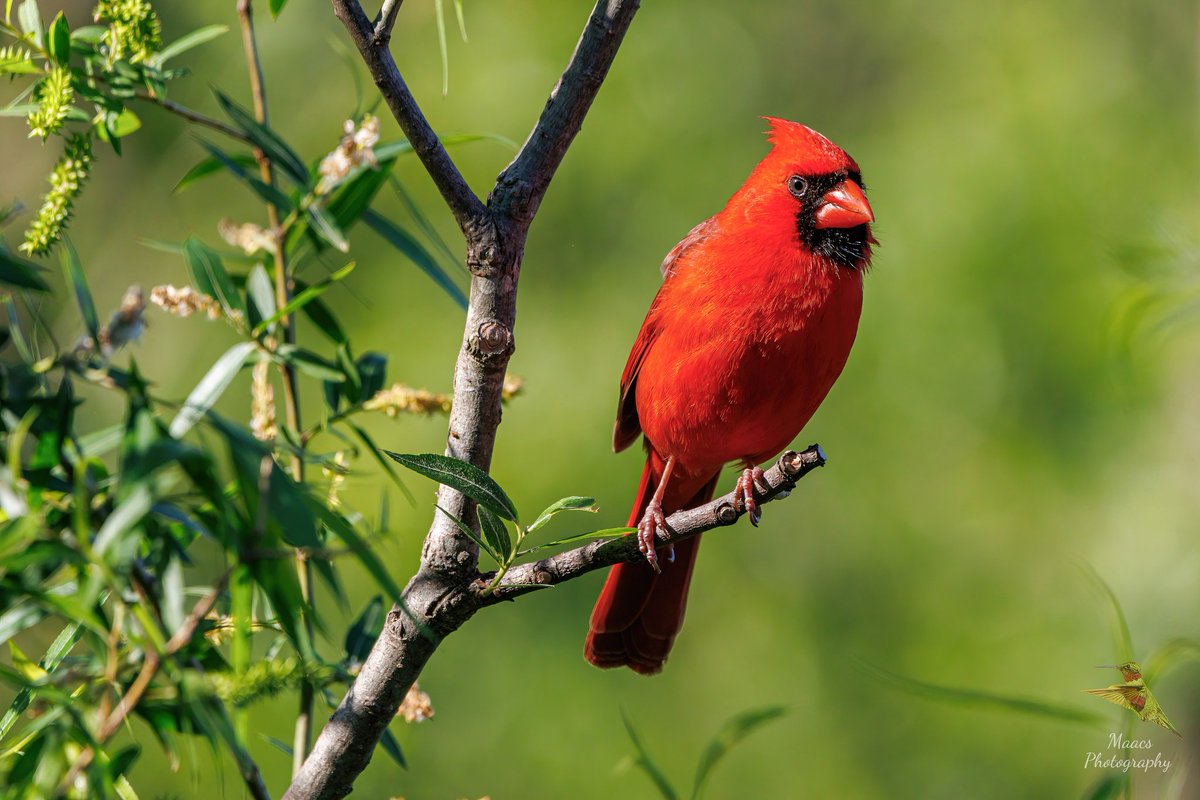 gone_mac's tweet photo. Male Northern Cardinal (Cardinalis cardinalis) at Roswell RiverWalk in Roswell, GA.
#Canon EOS R7
#NorthernCardinal #Cardinaliscardinalis #redbird #commoncardinal #redcardinal #birdphotography #birdwatchers #birdenthusiast #ornithology #ShotOnCanon #CanonFavPic https://t.co/RqPY0qCxZK