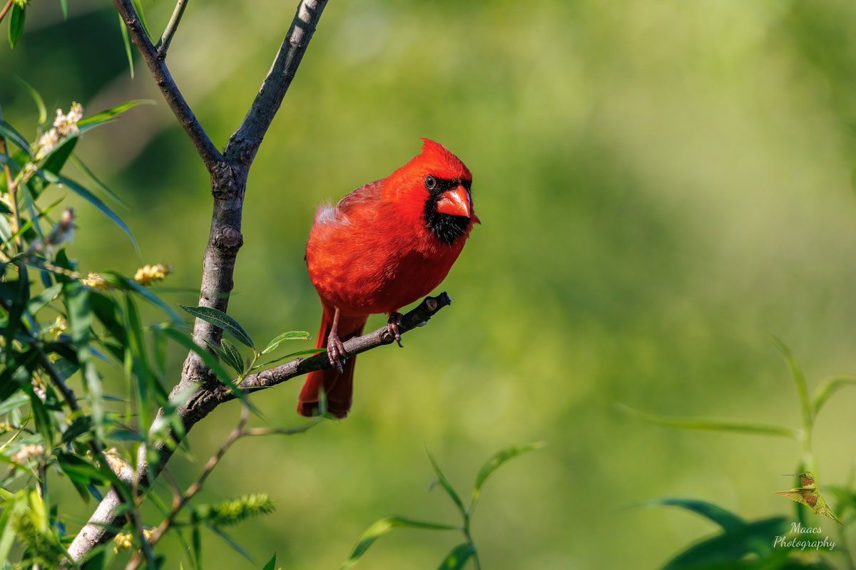 gone_mac's tweet photo. Male Northern Cardinal (Cardinalis cardinalis) at Roswell RiverWalk in Roswell, GA.
#Canon EOS R7
#NorthernCardinal #Cardinaliscardinalis #redbird #commoncardinal #redcardinal #birdphotography #birdwatchers #birdenthusiast #ornithology #ShotOnCanon #CanonFavPic https://t.co/RqPY0qCxZK