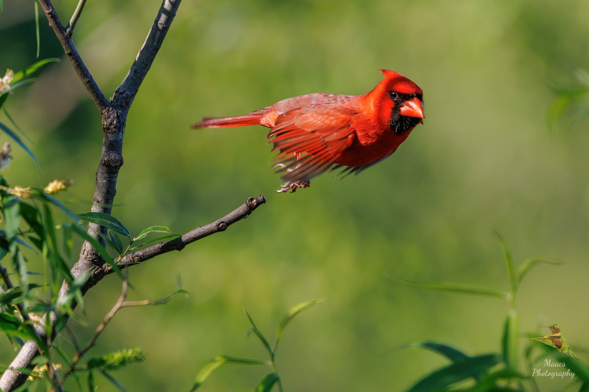 Male Northern Cardinal (Cardinalis cardinalis) at Roswell RiverWalk in Roswell, GA.
#Canon EOS R7 

#NorthernCardinal #Cardinaliscardinalis #redbird #commoncardinal #redcardinal #birdphotography #birdwatchers #birdenthusiast #ornithology #ShotOnCanon #CanonFavPic