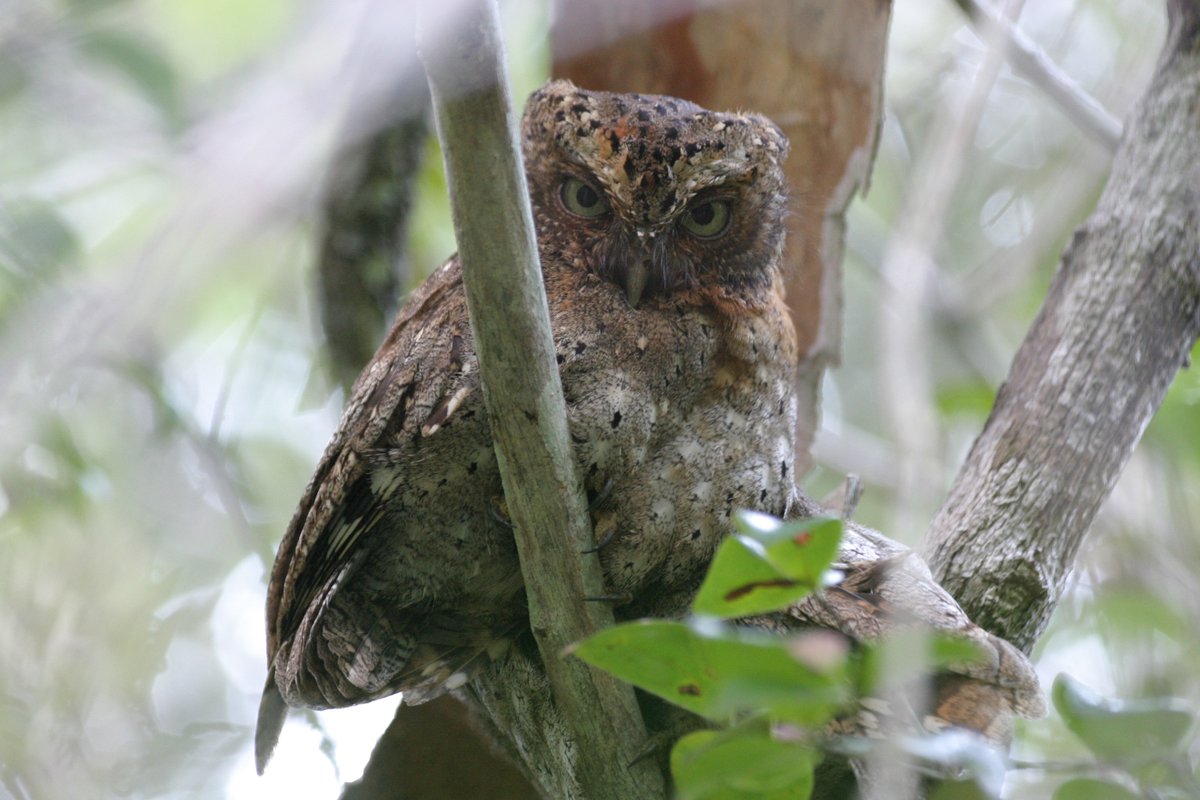Don’t disappoint the Sokoke Scops Owl…join us for the John Stott Birding Day on 11 May! Share your best birding moments with us by using the hashtag #JohnStottBirding and learn how to take part in the photo competition at johnstottbirdingday.com/en/ 📸 by Stefan Forster