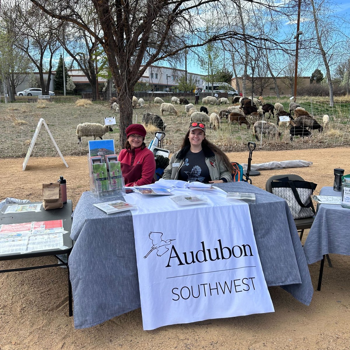 Happy #EarthMonth! Our team has been busy at the Gila River Indian Community and @ChispaAZ events in Phoenix. In New Mexico, we had staff and volunteers at the Railyard Park Conservancy, along with many goat and sheep friends! 📷 Katie Weeks/Audubon Southwest