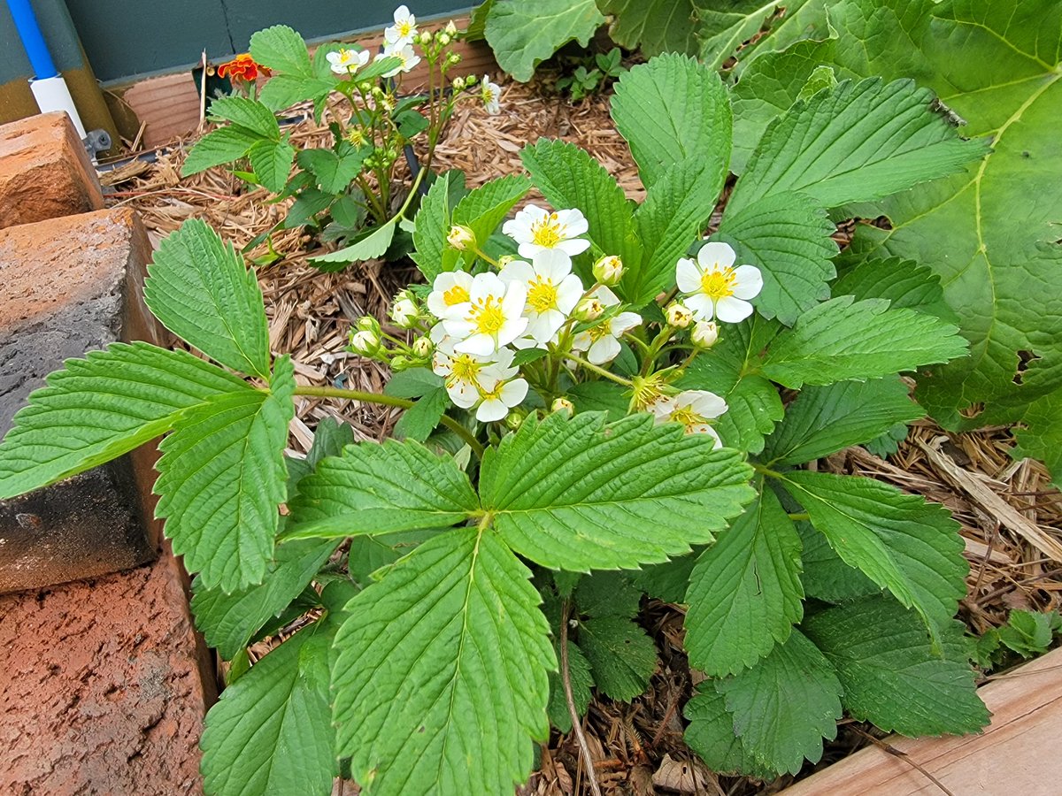 My transplanted wild strawberries from the open praiieland are going gangbusters this year!