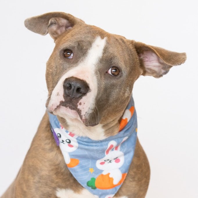 Meet Odin, a 2yr old charming mixed breed looking for his forever home! Let's help @MetroDetAnimals find her a furever home! metrodetroitanimals.org/adopt-a-pet/ad… #adoptdontshop #dontshopadopt #famd #dogs