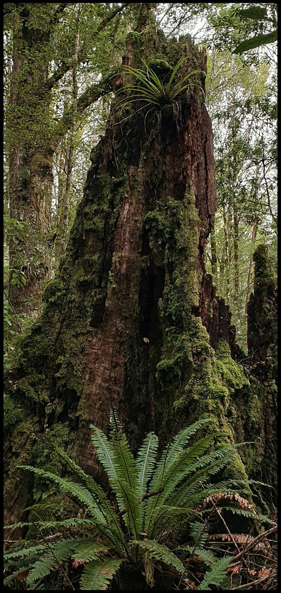 hottriggered's tweet image. Stump in a Beech Forest

amidst
big olde ancients,
beeches by the forest full
and deep within
the darkened interior.

#ancientforest
#thicktrunktuesday
@TreesThatCount
@TreesPics
@friends_trees
#worldseast
#beech
#NewZealand
(C) #hottriggeredkiwi