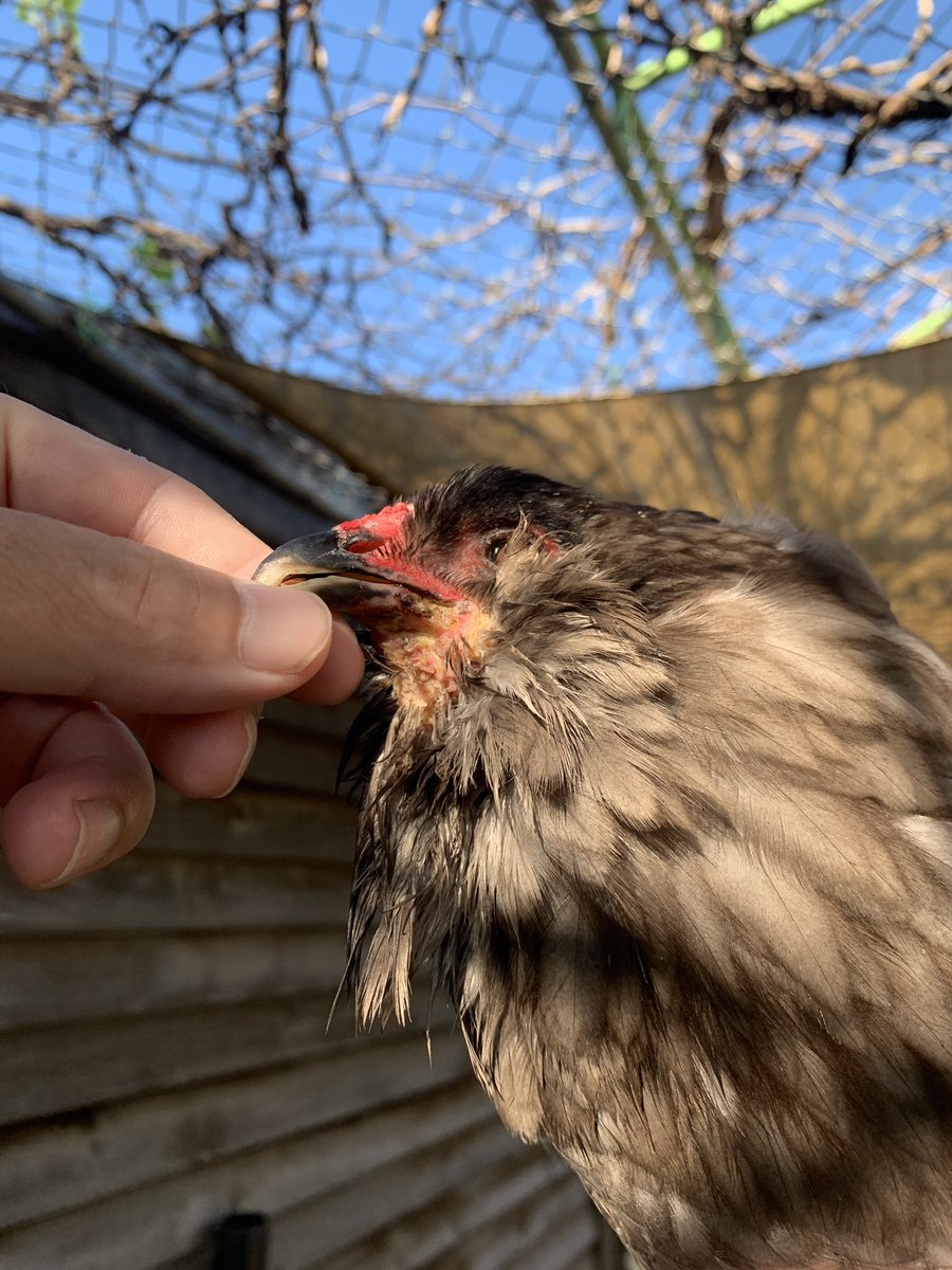 Chicken Dup tweet media