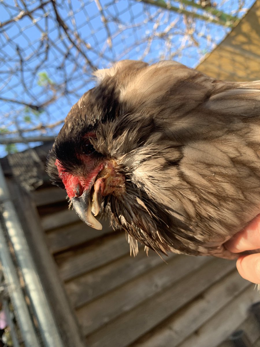 Chicken Dup tweet media