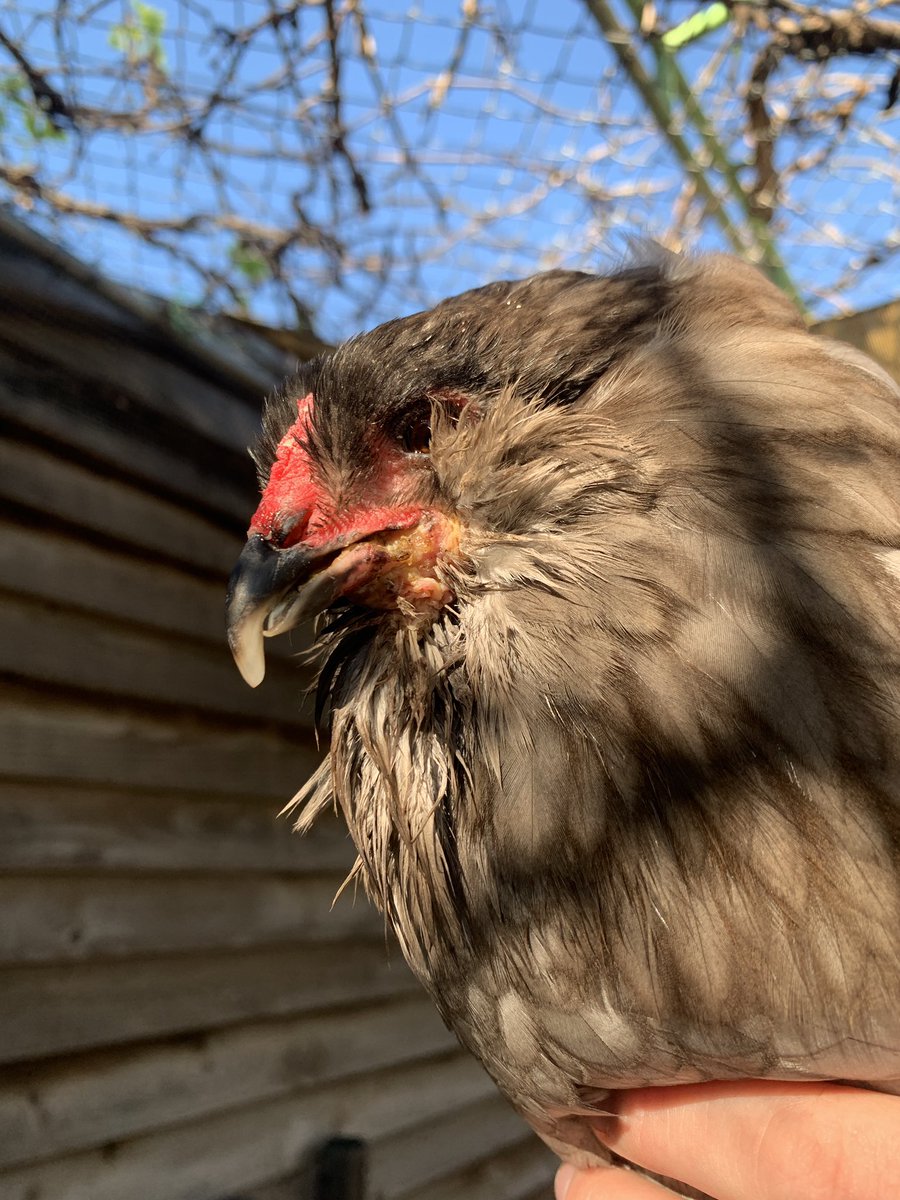 Chicken Dup tweet media