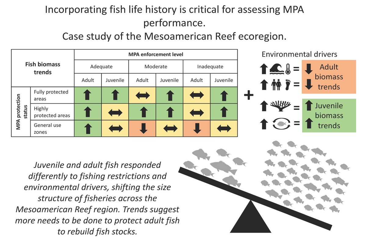 NEW RESEARCH Interplay of management and environmental drivers shifts size structure of reef fish communities 📄 onlinelibrary.wiley.com/doi/abs/10.111…