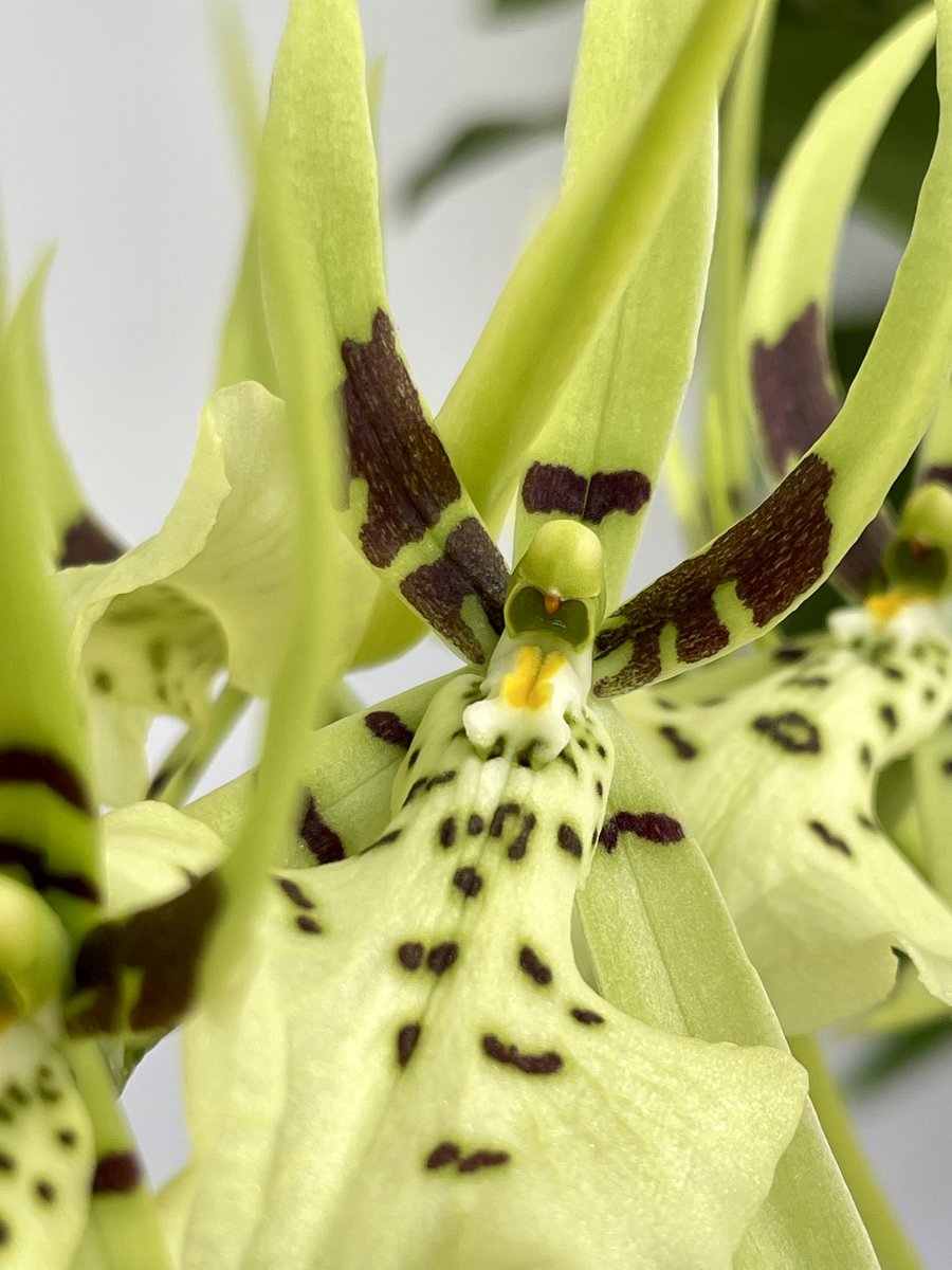 No id Brassia in bloom #orchids