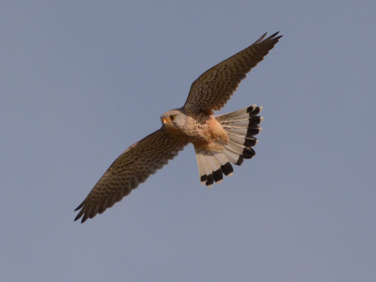 A few shots of the male Kestrel taking a break over the New workings, in an unusually cloudless sky