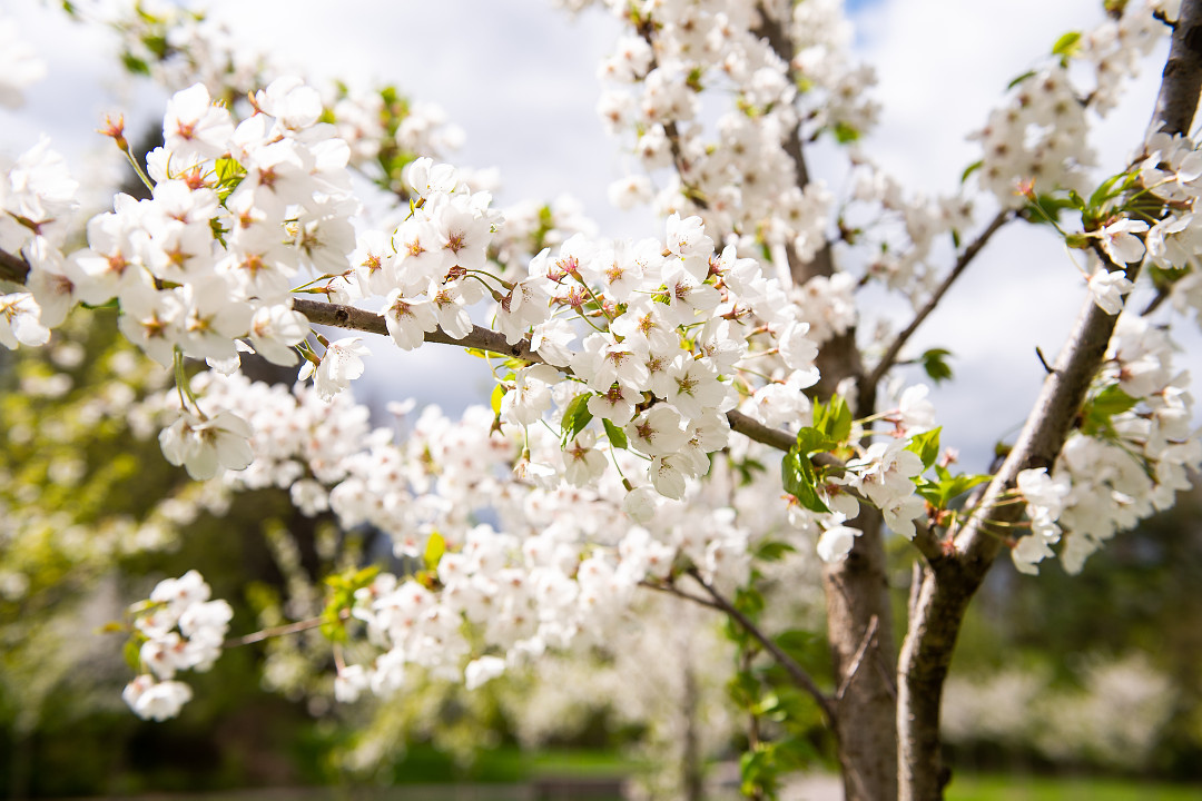 High Park isn’t the only place to check out the #CherryBlossoms in Toronto!  

If you’re in #ScarbTO check out:  
🌸Cedar Ridge Park 
🌸UofT Scarborough Campus 

More places: toronto.ca/CherryBlossoms