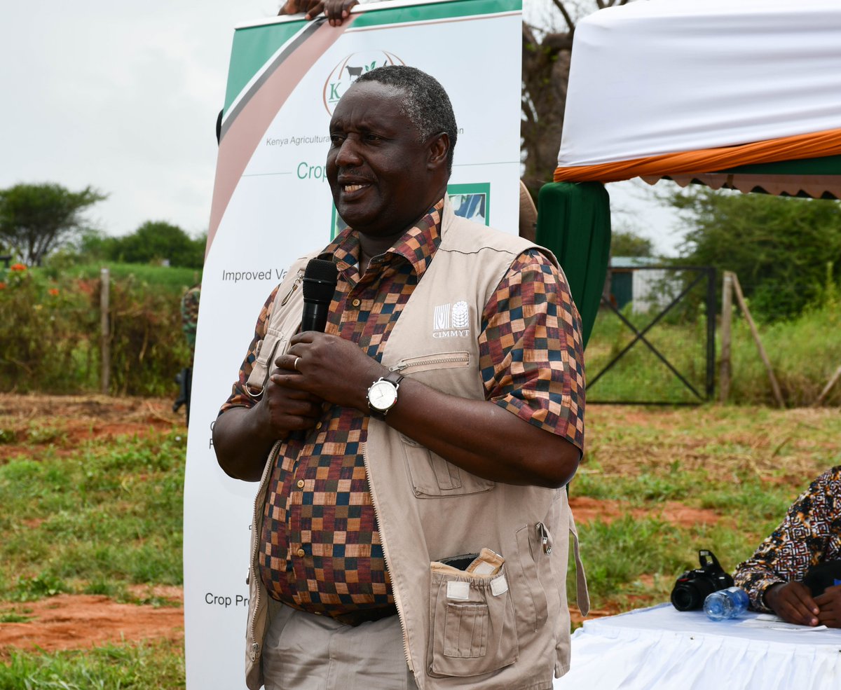 #CIMMYT joined @kalromkulima for the launch of climate-smart #drylandcrops and grass varieties. Moses Siambi, Regional Director for Africa, reaffirmed the partnership in working with farmers and leveraging science to enhance food security 👉 bit.ly/4dcpO5X