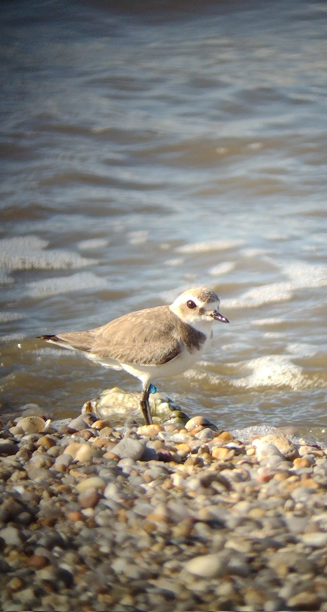 EugeneBirds's tweet image. Female Kentish Plover, one of the last of the dwindling breeding population in Morbihan (56). This was the only individual I saw at the (former?) breeding site near #Penestin @FederationPNR