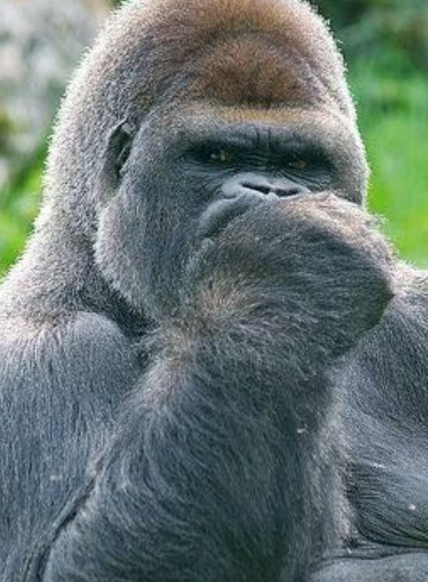 If only Harambe had been armed with a banana...

#RIPking