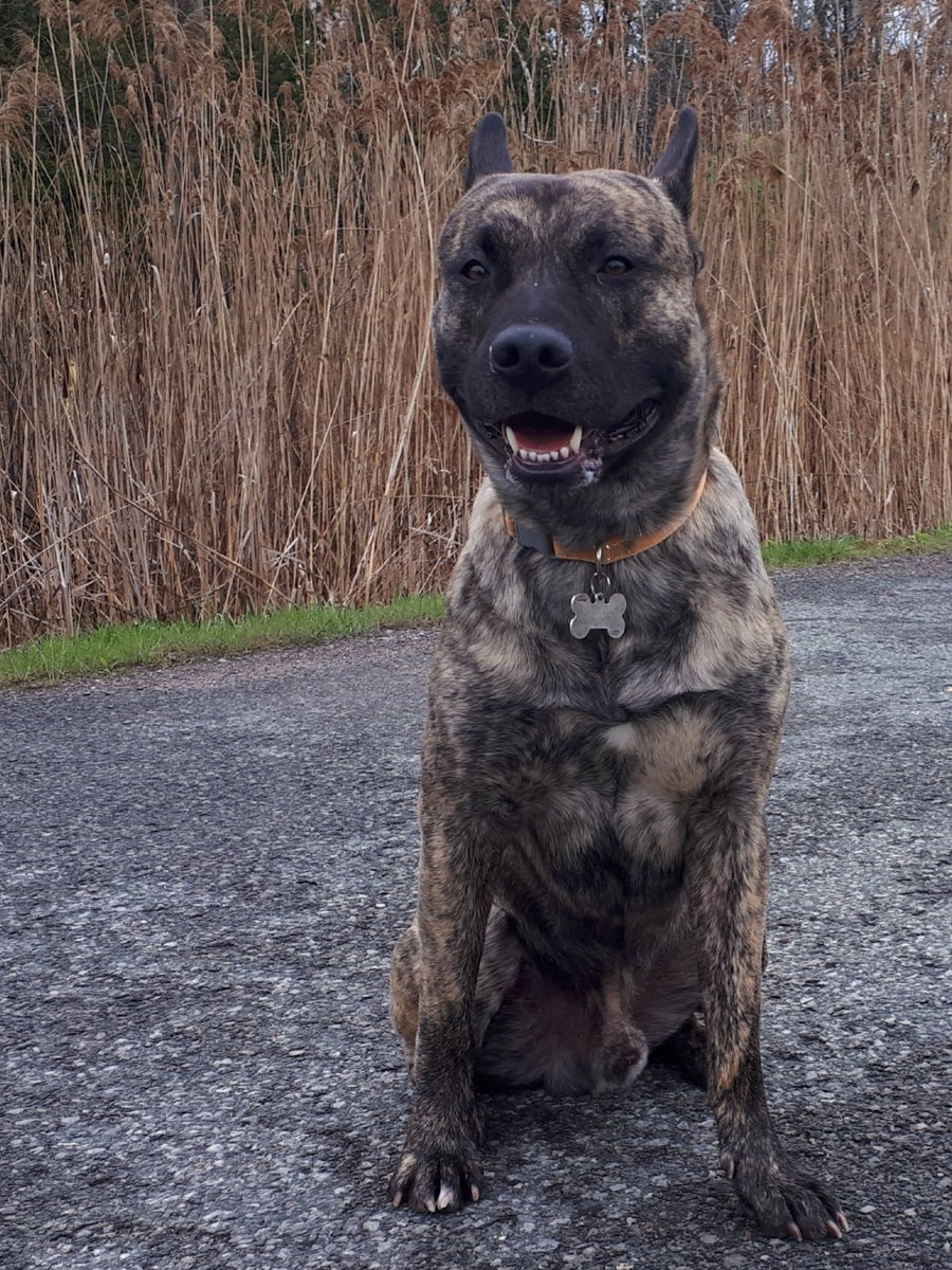 My puppy boy! 
#Rumble loves to go for a hike. 
My #Malinois x #CaneCorso