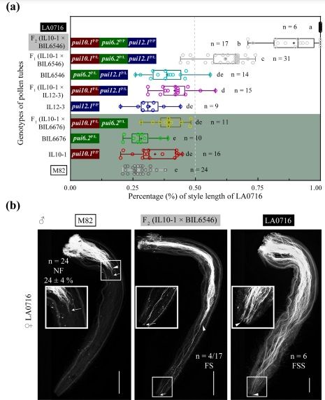 Three pollen QTLs are sufficient to partially break stylar unilateral incompatibility of Solanum pennellii 

biorxiv.org/content/10.110… 
#plantscience ♻️