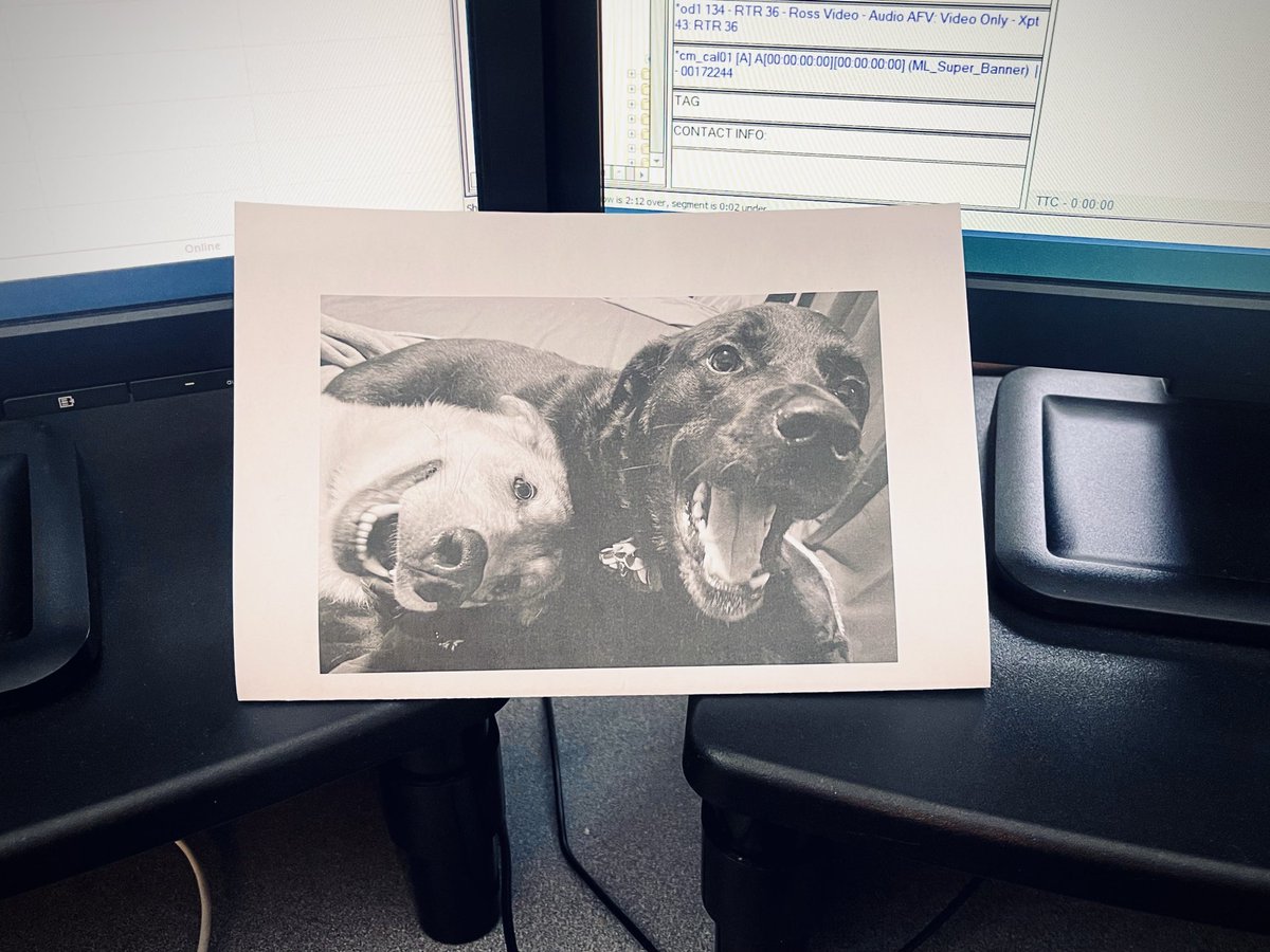 I put a pic of my pals Cooper and Phoebe in between my monitors in the newsroom ⁦@CTVCalgary⁩. 💕 🐾 #FeelingExtraLoved