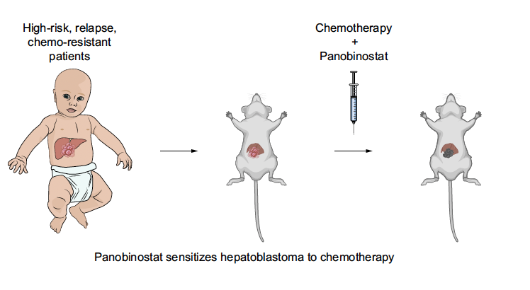 1/ 🚀 JHEP Journal Club🚀 🤔Emerging Epigenetic Therapies for Hepatoblastoma (HB): A New Era? HB👉most common liver cancer in👶 🫤 1% of all pediatric malignancies Treatment-refractory HB have limited options with survival rates of less than 50%... 👇👇 @livertwitter