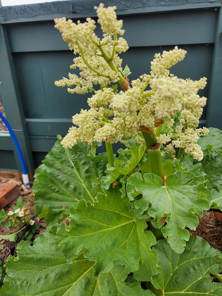 The rhubarb is about to bloom!